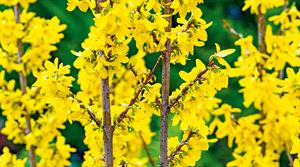 Forsythia Spectabilis - credit all images: Floramedia Database